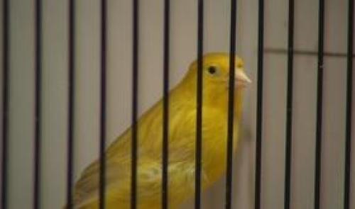 2.000 canaris exposés à Waremme