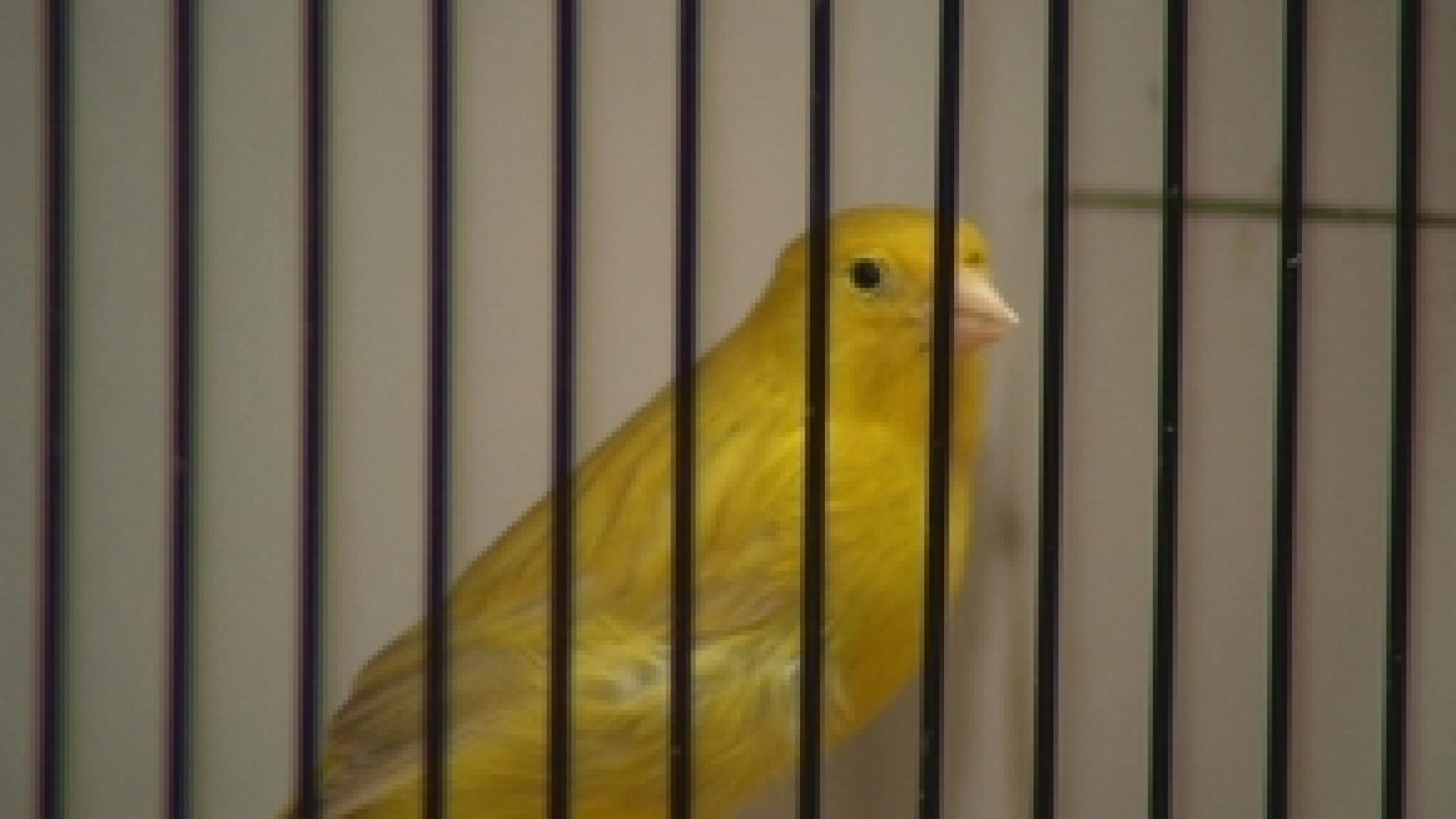 2.000 canaris exposés à Waremme