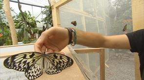 Exposition de papillons