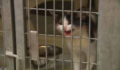 Stérilisation des chats : afflux dans les refuges