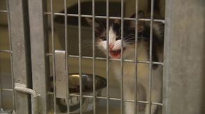 Stérilisation des chats : afflux dans les refuges