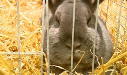 St Georges: exposition de lapins de Vienne