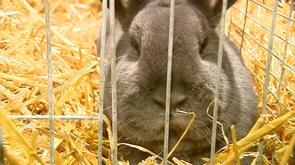 St Georges: exposition de lapins de Vienne