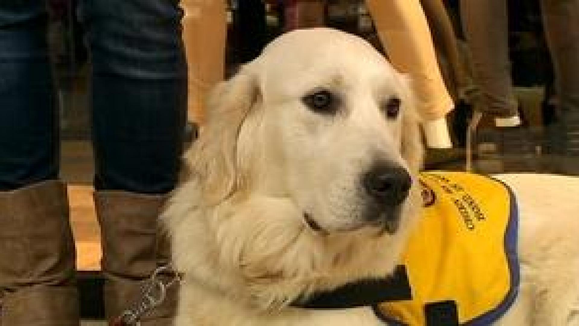 Mila : formation de chiens d'assistance