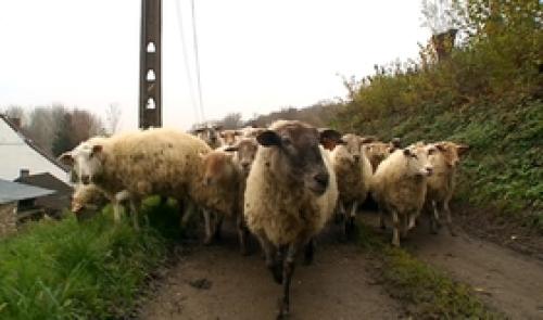 Vallée du Geer : transhumance des moutons
