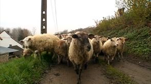 Vallée du Geer : transhumance des moutons