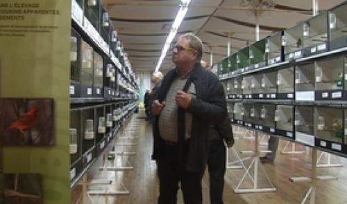 Vaux-Borset : une expositon d'oiseaux de nos régions