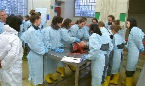 Ulg: le phoque attaque le marsouin
