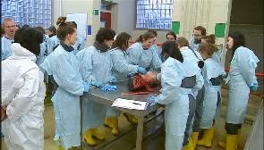 Ulg: le phoque attaque le marsouin