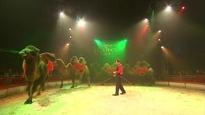 Le festival du cirque à Liège