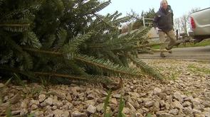 Sapins : collecte