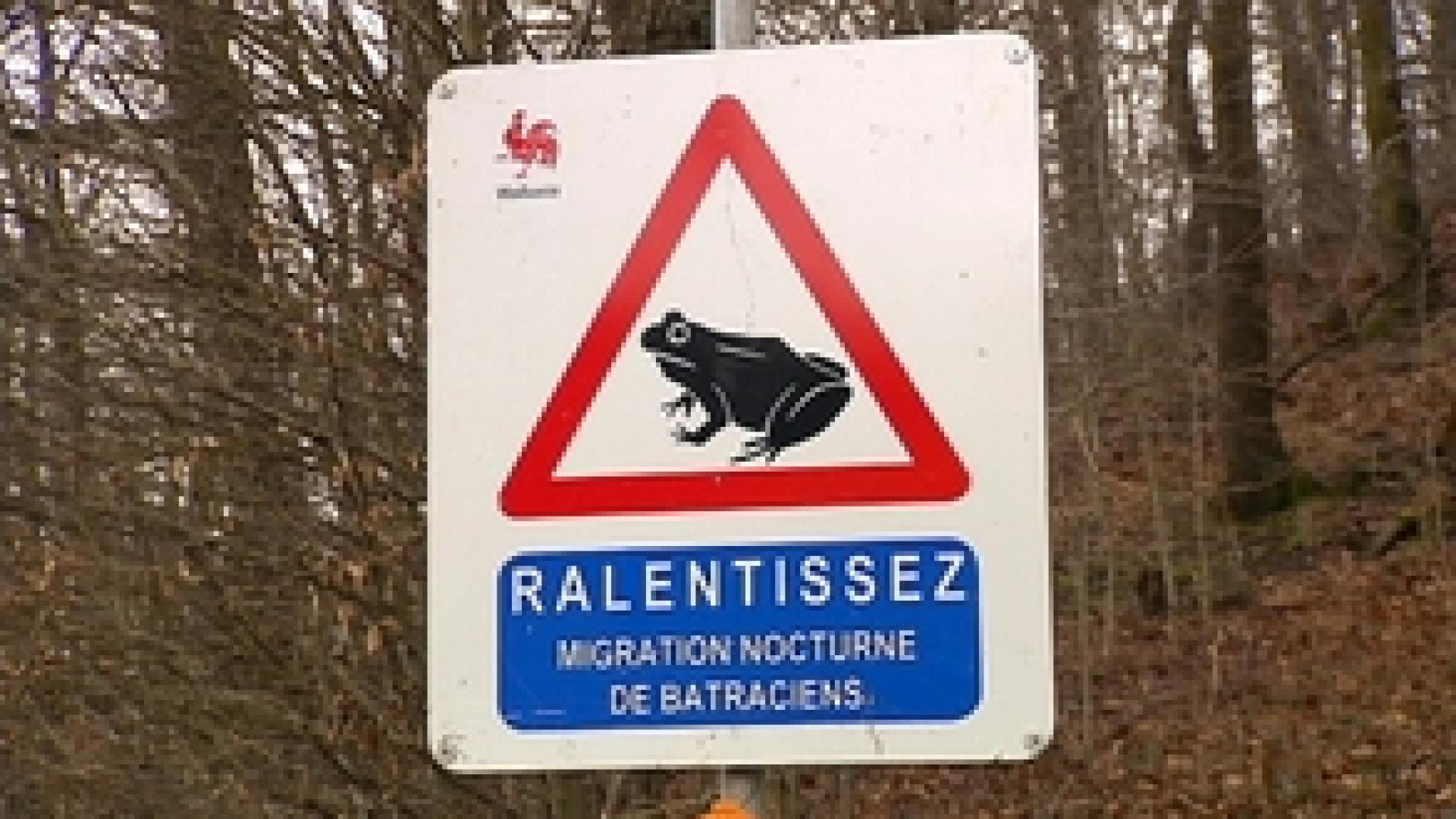 La migration des batraciens à Amay