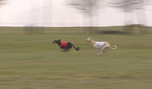 Aywaille : coursing international de lévriers