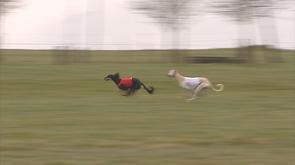 Aywaille : coursing international de lévriers