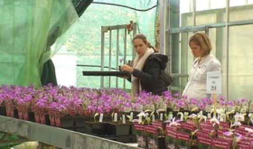 Hortidécouvertes : orchidées