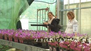 Hortidécouvertes : orchidées
