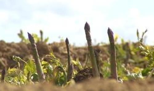 La récolte des asperges a débuté