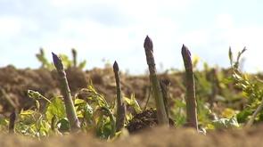 La récolte des asperges a débuté