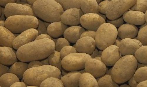 Des enfants à la découverte de la pomme de terre