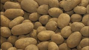 Des enfants à la découverte de la pomme de terre