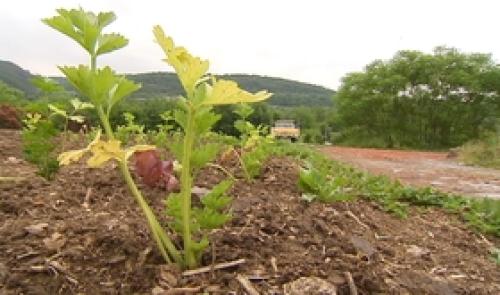 Les compagnons de la Terre : coopérative agricole en développement