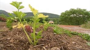 Les compagnons de la Terre : coopérative agricole en développement