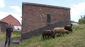 Eco-paturâge à la CILE : des moutons comme sous-traitants