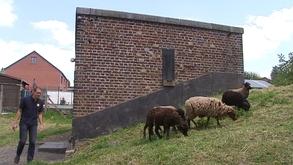 Eco-paturâge à la CILE : des moutons comme sous-traitants