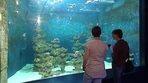 Aquarium : nouveaux aménagements