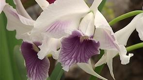 Exposition d'orchidées