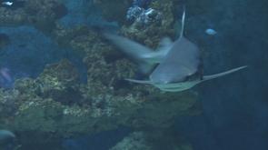 Nocturne de l'Aquarium : inauguration du lagon tropical
