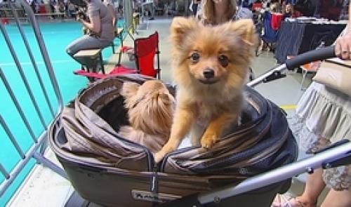 Liège : Golden Dog Trophy