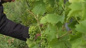 Succès pour le Vin de Liège