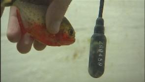 Les poissons parlent