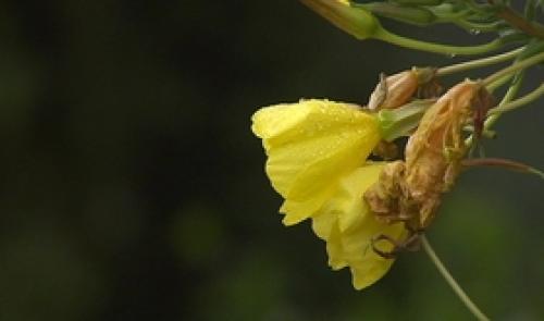 Cercles horticoles : journées portes ouvertes