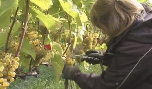 Début des vendanges 2015 pour la coopérative Vin de Liège