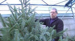 Déjà les achats de sapins de Noël