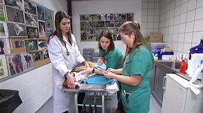 La clinique vétérinaire de l'ULG cherche des donneurs