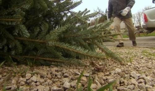 Sapins : ramassage dans les communes