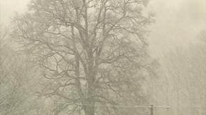 Une neige pesante qui a brisé les lignes électriques