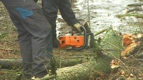 Jehay : on abat les arbres