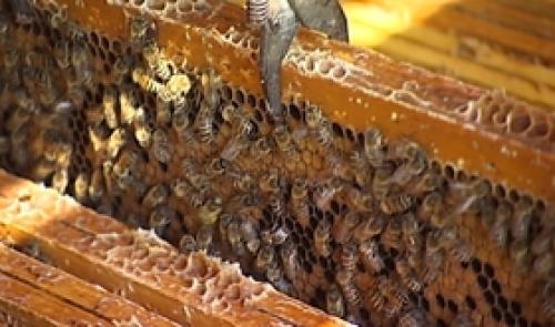 Elever des abeilles à Cheratte