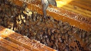 Elever des abeilles à Cheratte