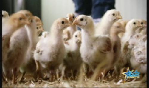 Awé Awards: présentation de la coopération Coq des Prés