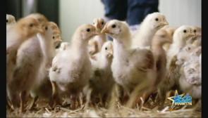 Awé Awards: présentation de la coopération Coq des Prés
