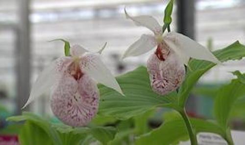 Tinlot : récompense gantoise pour le spécialiste des orchidées vivaces