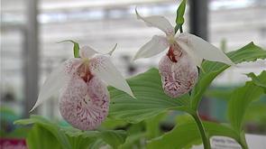 Tinlot : récompense gantoise pour le spécialiste des orchidées vivaces
