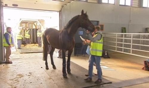 Un hôtel pour chevaux à Liège Airport