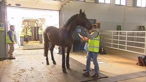 Un hôtel pour chevaux à Liège Airport