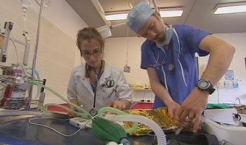 Médecine vétérinaire: un concours en fin de première